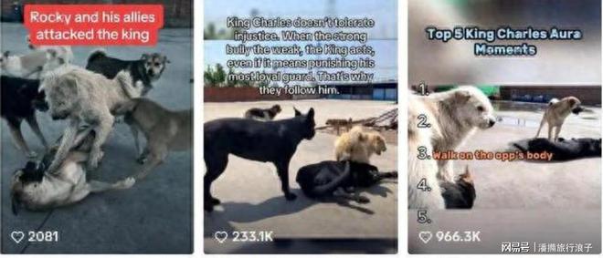 火！身价飙升至10万美元狗主人被扒pg试玩贵州下司犬“查理国王”爆(图14)