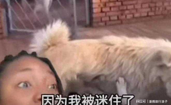 火！身价飙升至10万美元狗主人被扒pg试玩贵州下司犬“查理国王”爆(图19)