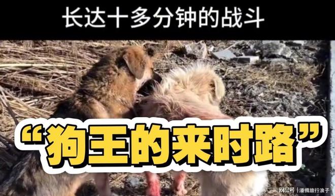 火！身价飙升至10万美元狗主人被扒pg试玩贵州下司犬“查理国王”爆(图17)