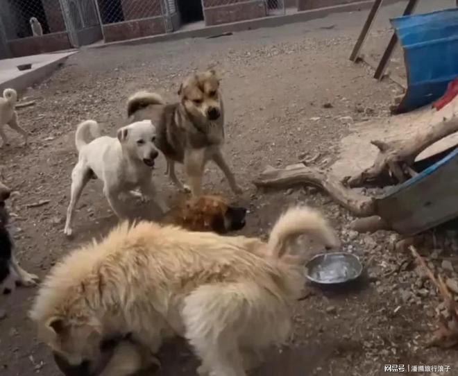 火！身价飙升至10万美元狗主人被扒pg试玩贵州下司犬“查理国王”爆(图12)