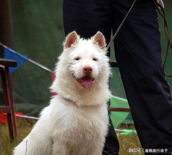 火！身价飙升至10万美元狗主人被扒pg试玩贵州下司犬“查理国王”爆(图18)