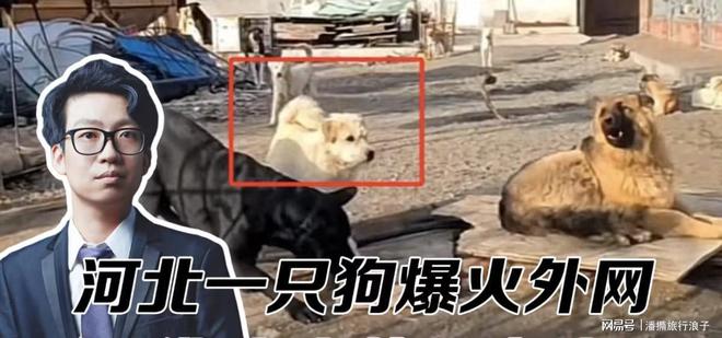 火！身价飙升至10万美元狗主人被扒pg试玩贵州下司犬“查理国王”爆(图2)