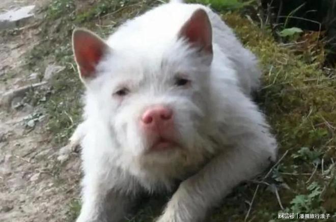 火！身价飙升至10万美元狗主人被扒pg试玩贵州下司犬“查理国王”爆(图5)