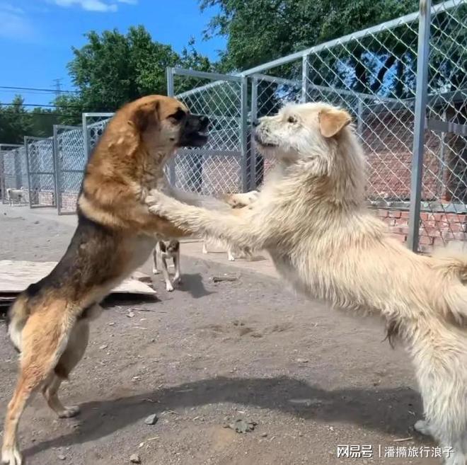 火！身价飙升至10万美元狗主人被扒pg试玩贵州下司犬“查理国王”爆(图9)