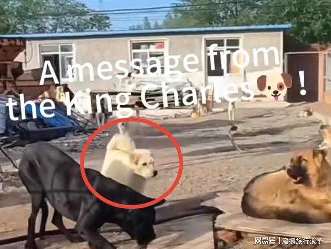 火！身价飙升至10万美元狗主人被扒pg试玩贵州下司犬“查理国王”爆(图7)
