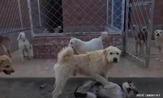 火！身价飙升至10万美元狗主人被扒pg试玩贵州下司犬“查理国王”爆(图6)