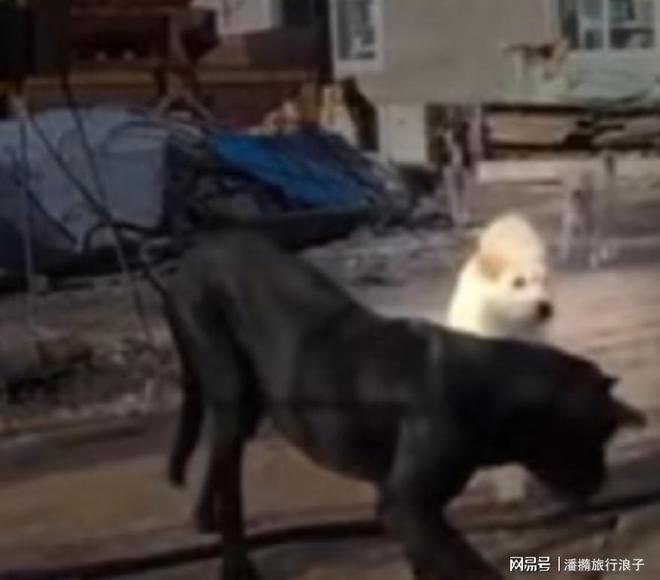 火！身价飙升至10万美元狗主人被扒pg试玩贵州下司犬“查理国王”爆(图10)