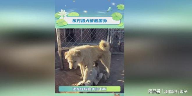 火！身价飙升至10万美元狗主人被扒pg试玩贵州下司犬“查理国王”爆(图16)