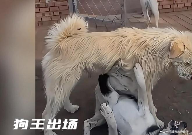 火！身价飙升至10万美元狗主人被扒pg试玩贵州下司犬“查理国王”爆(图13)