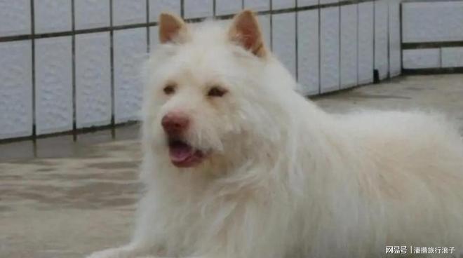 火！身价飙升至10万美元狗主人被扒pg试玩贵州下司犬“查理国王”爆(图20)